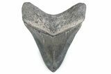 Fossil Megalodon Tooth - Georgia #338685-1